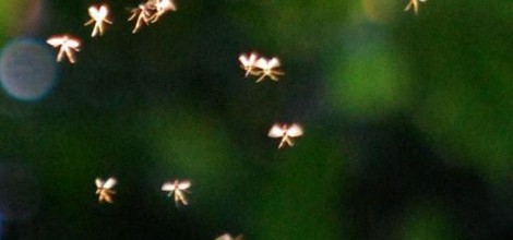 Fairies Photographed by John Hyatt, from Manchester Metropolitan University