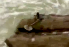 A Mer being on video camera?