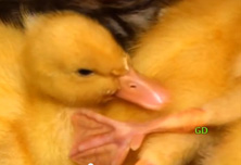 The Ducklings and the Cat