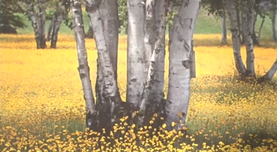 A Photograph of Happiness by Lori Fox Rossi