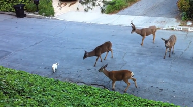 Cat meets Deer